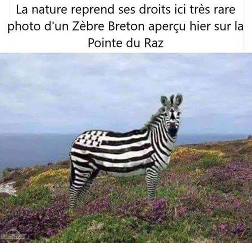 Zebre-breton_n.jpg